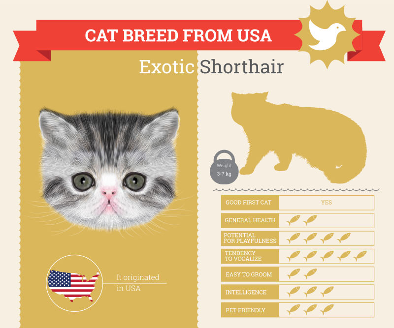 矢量美国短毛猫的信息图表