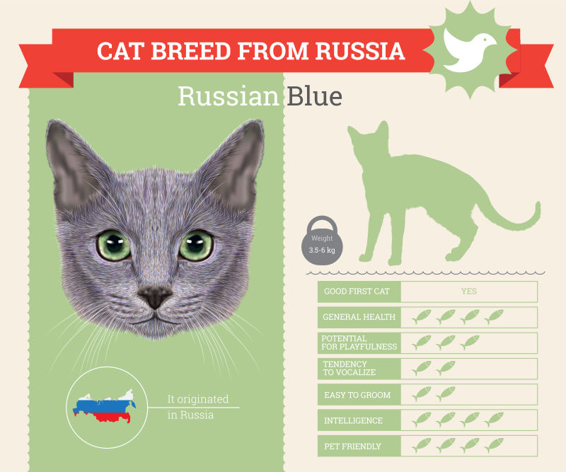 矢量俄罗斯蓝猫的信息图表