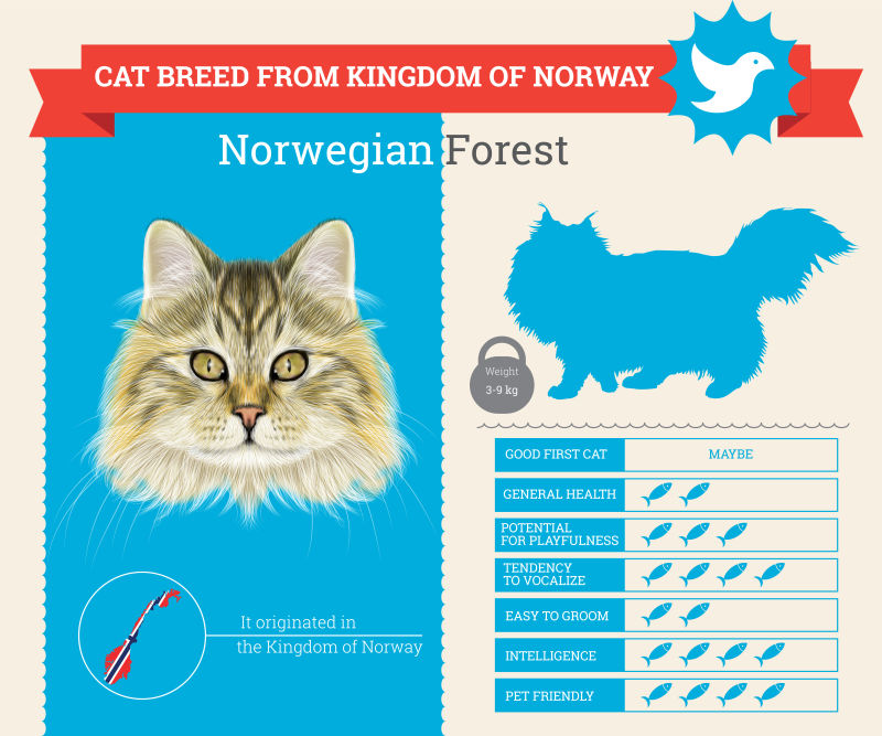 矢量挪威森林猫的信息图表