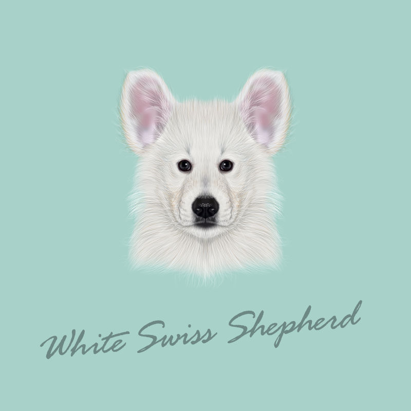 白色瑞士牧羊犬矢量图