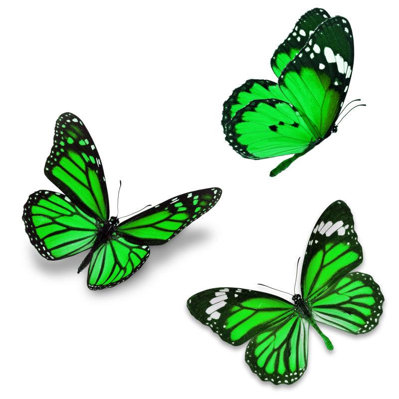 三绿蝴蝶