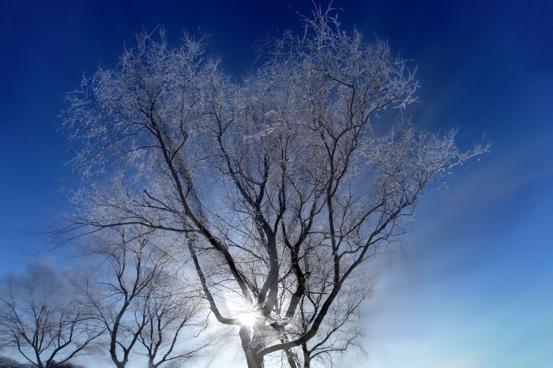 阳光下的树枝被霜覆盖