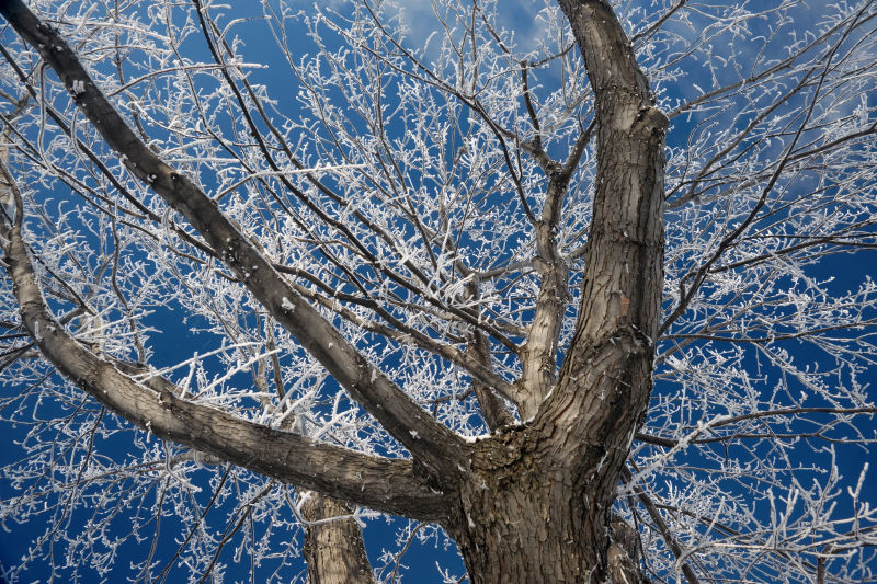 树枝被冰冻