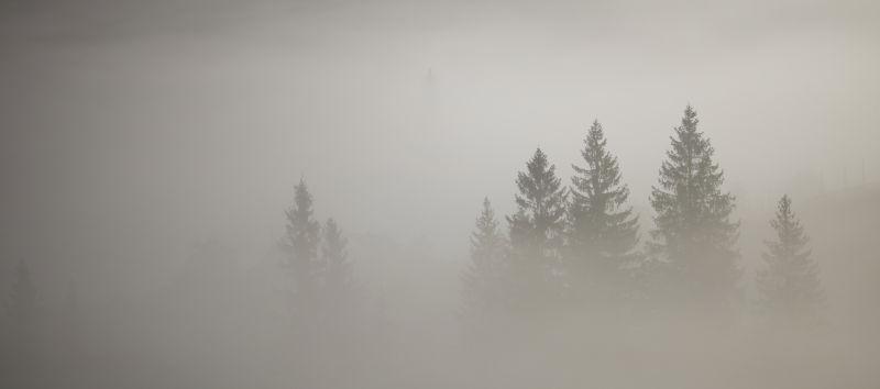 雾中的枞树
