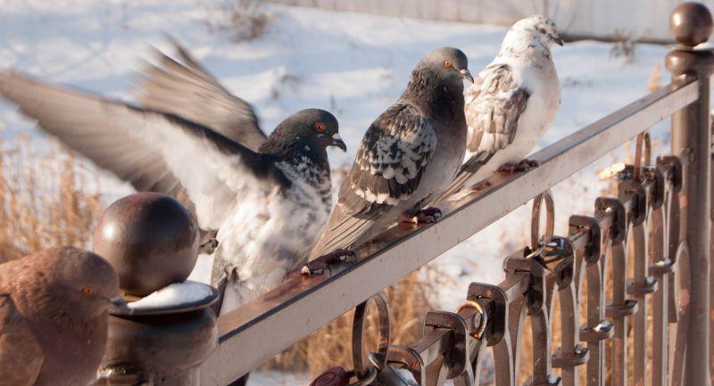 冬天有几只鸽子坐在篱笆上