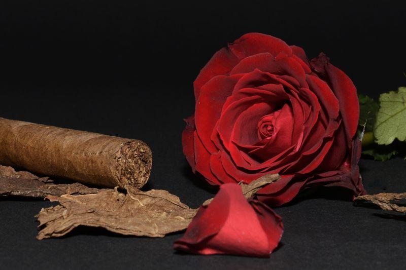 黑色背景中盛开的红玫瑰和雪茄