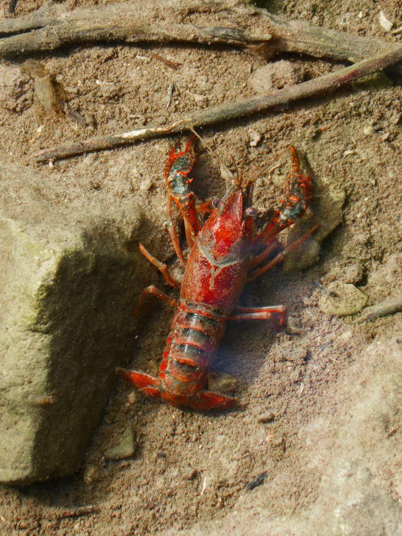 海滩上的红色小龙虾