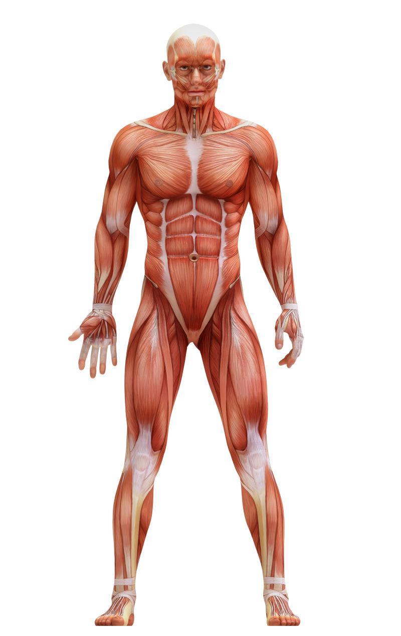 白色背景上的男性人体肌肉