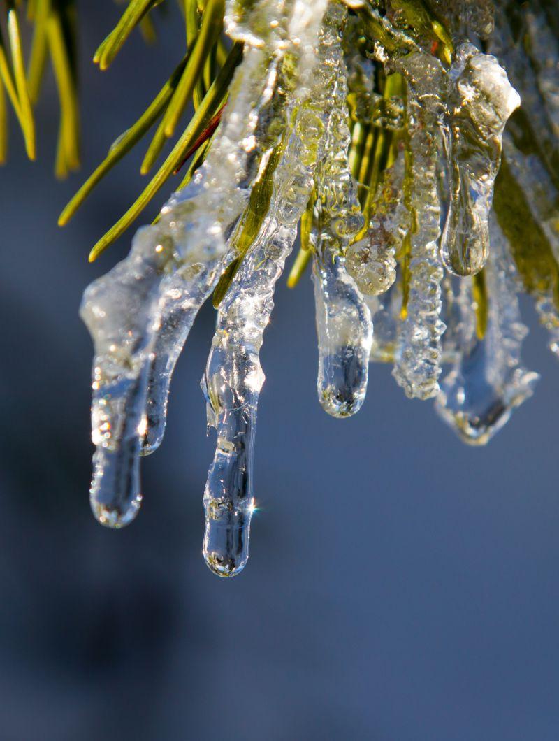 枝头上垂挂着晶莹剔透的透明冰柱