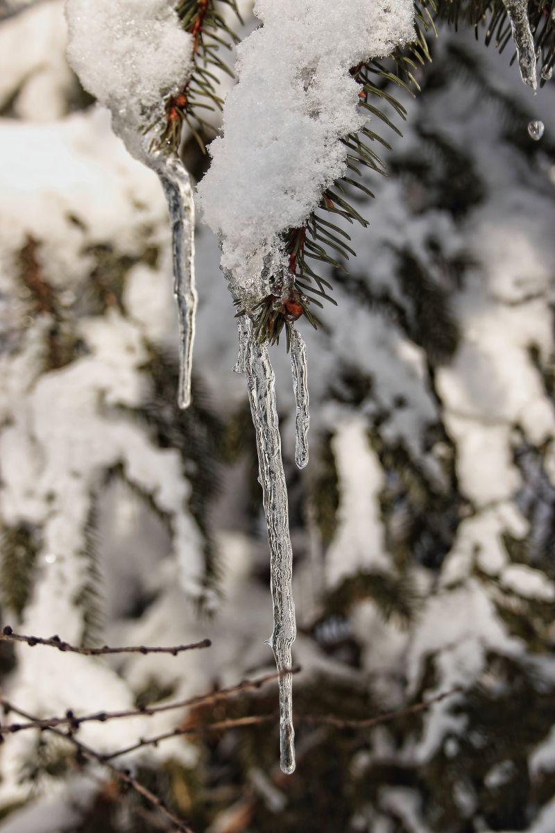 覆盖着雪花的树枝下垂挂着美丽的冰柱