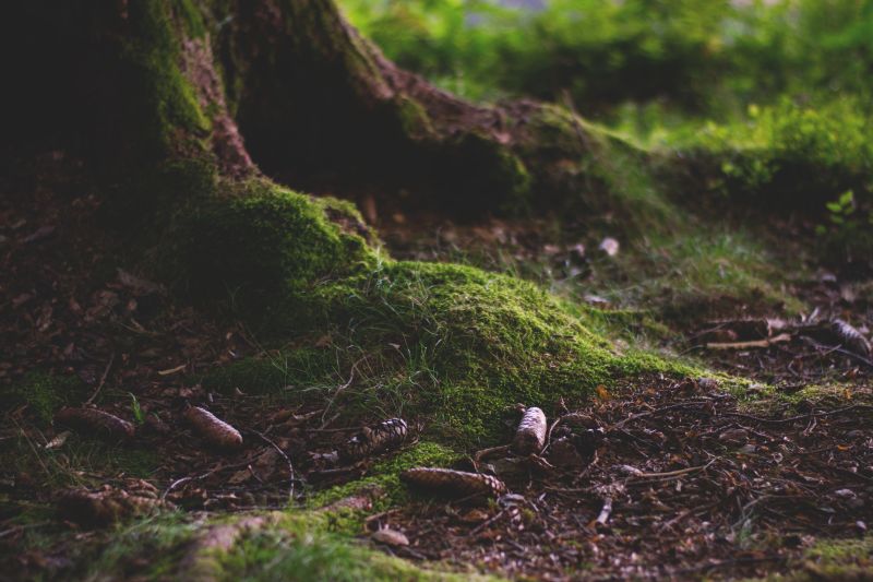 树桩与地表上的苔藓