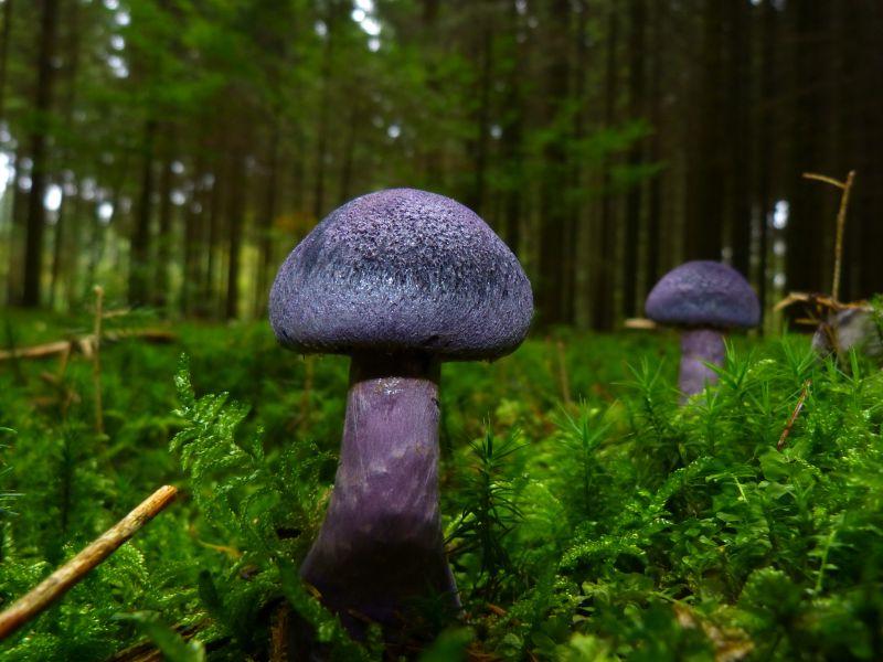 森林绿色草地上的蘑菇