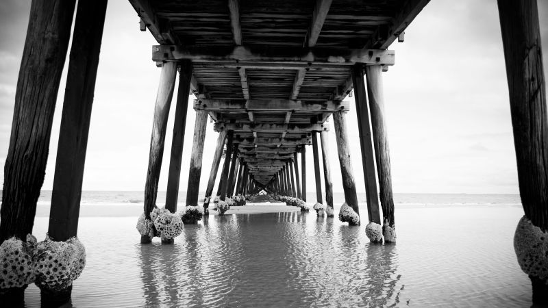 海边木制码头的黑白照