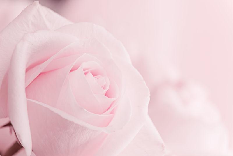 美丽的粉红玫瑰的花朵