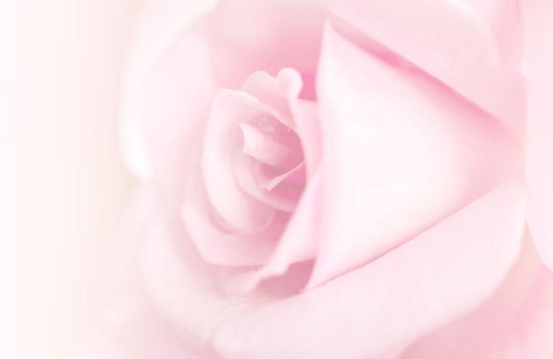 玫瑰花开粉色背景