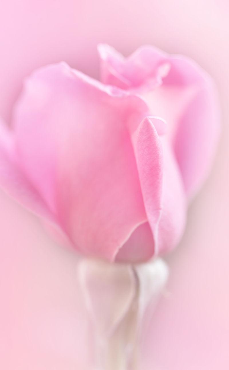 一只玫瑰粉红