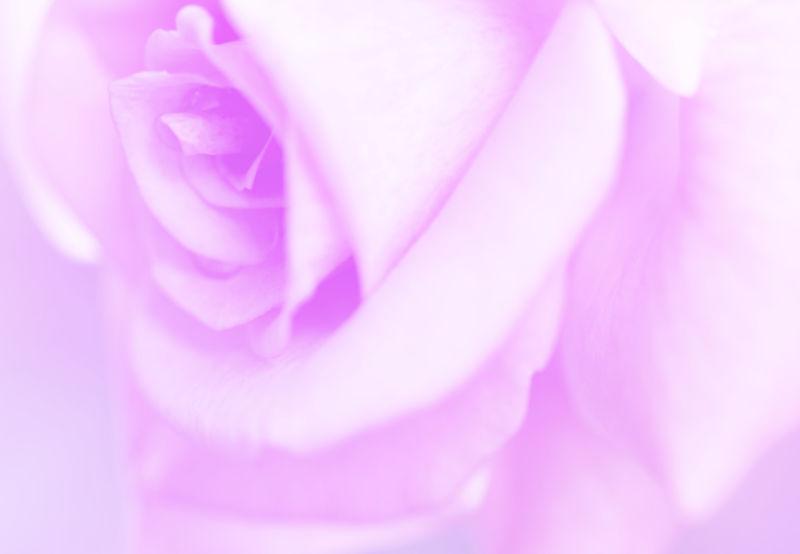 玫瑰紫色背景