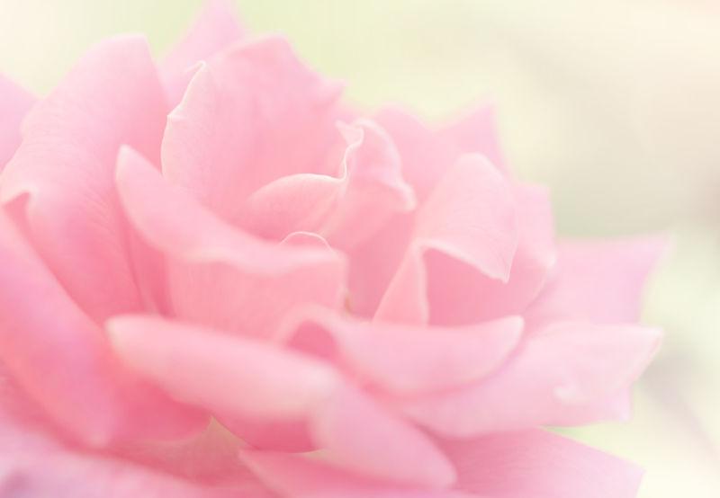 玫瑰粉色的背景