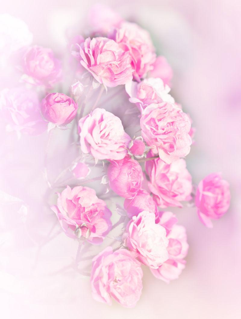 玫瑰柔和粉红
