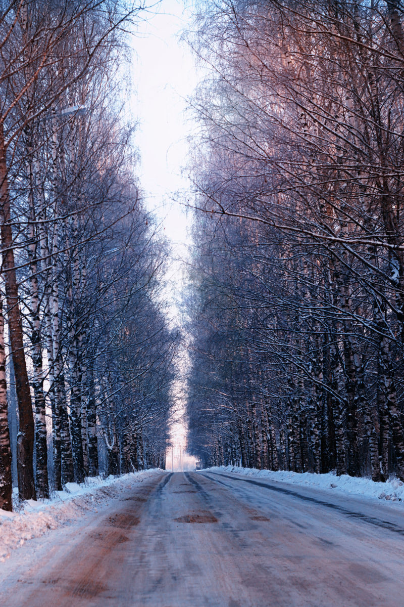 冬天道路两旁的行道树
