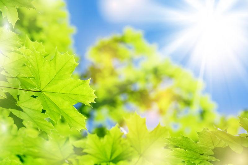 阳光照射下美丽的绿色枫叶