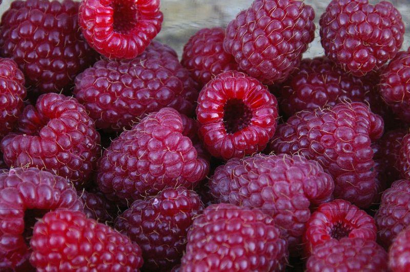 美味的树莓