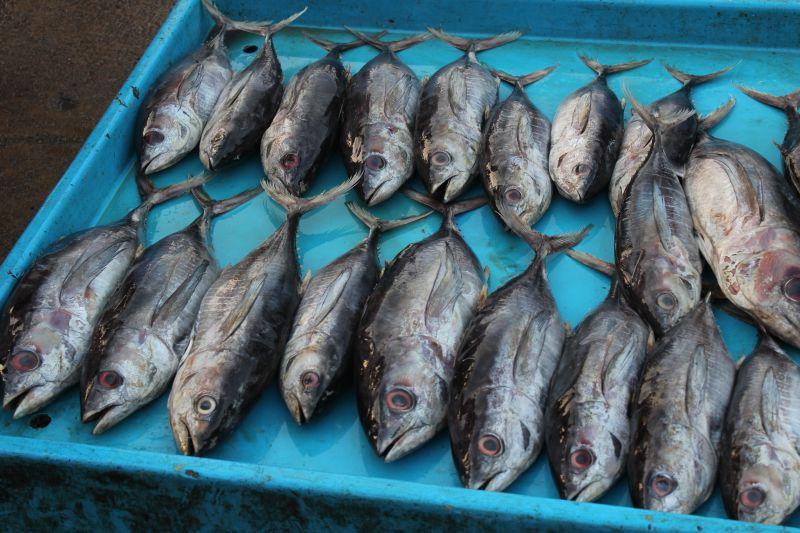 在鱼市市场新鲜捕捞的海鲜金枪鱼