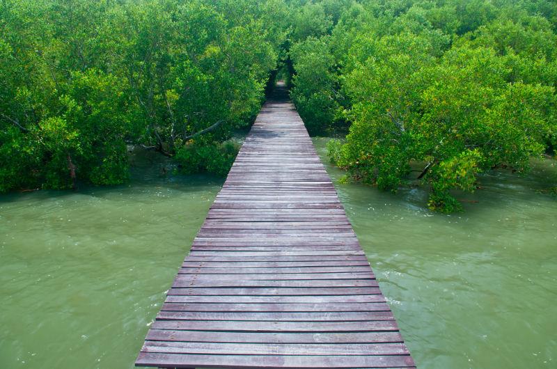 碧绿色水面上通往绿色树木中的木制小桥