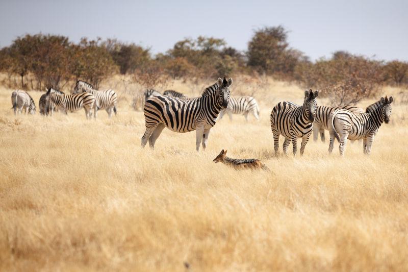 纳米比亚国家公园的野生斑马群
