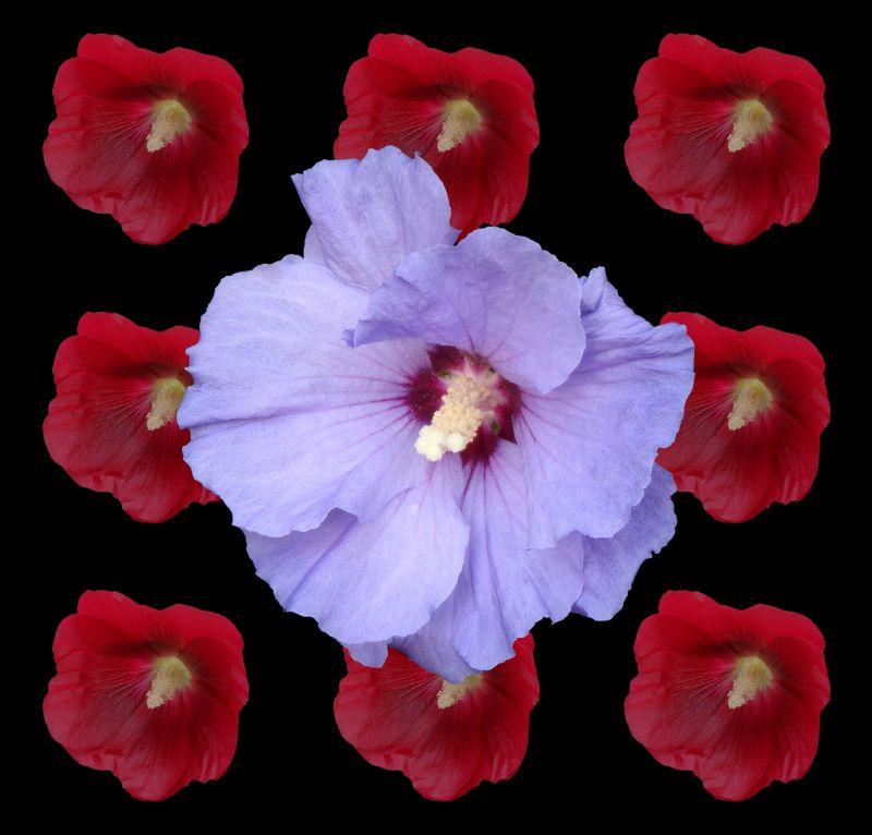 九朵红色木槿花上的紫色木槿花