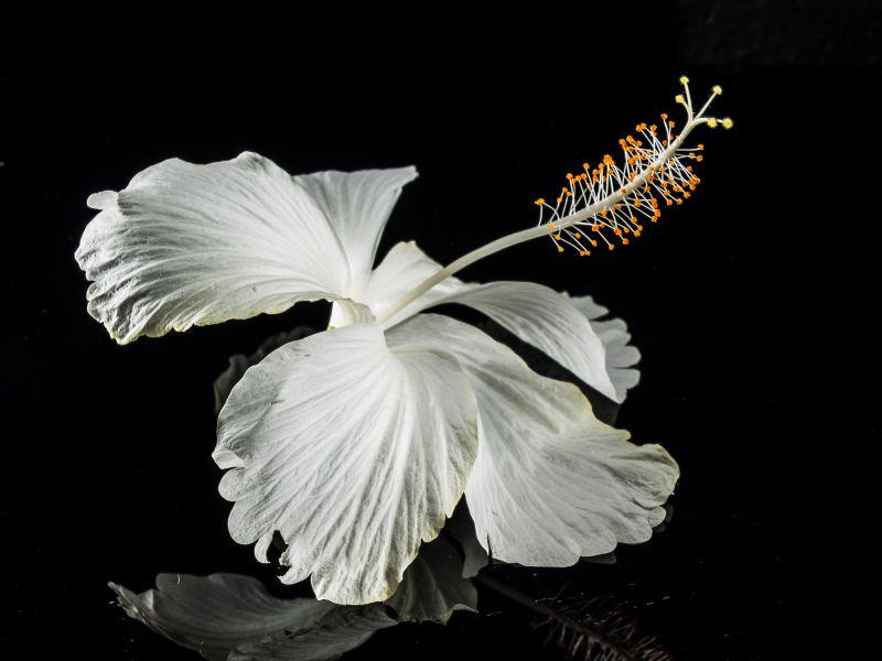 美丽的白色木槿花朵