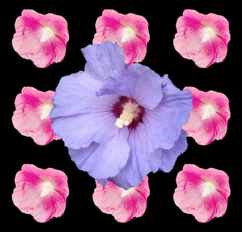 九朵木槿花上的淡紫色木槿花