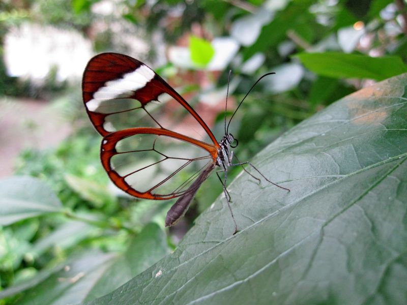 栖息在绿色植物上的玻璃翅蝶