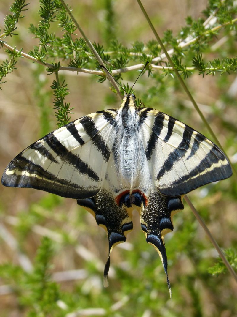 一只美丽的燕尾蝶