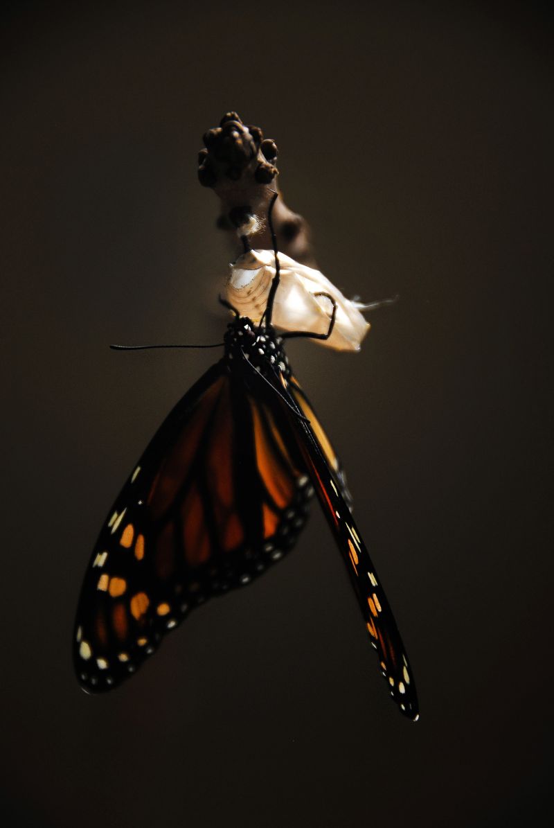 黑暗背景中一只美丽的蝴蝶