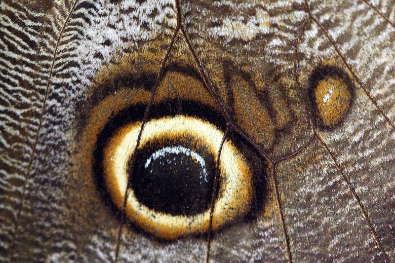 猫头鹰蝴蝶的眼部