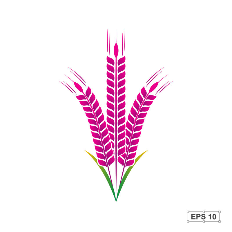 矢量的粉色水稻插图