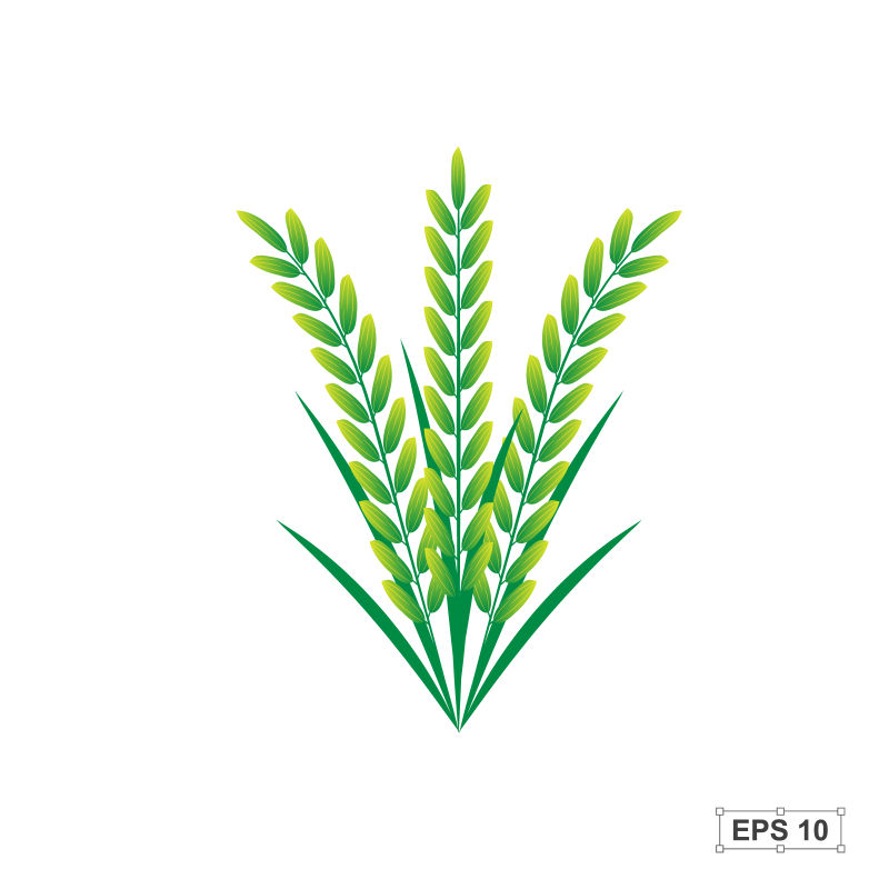 绿色的水稻插图矢量设计