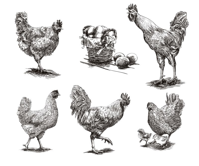 手绘风格的鸡矢量插图