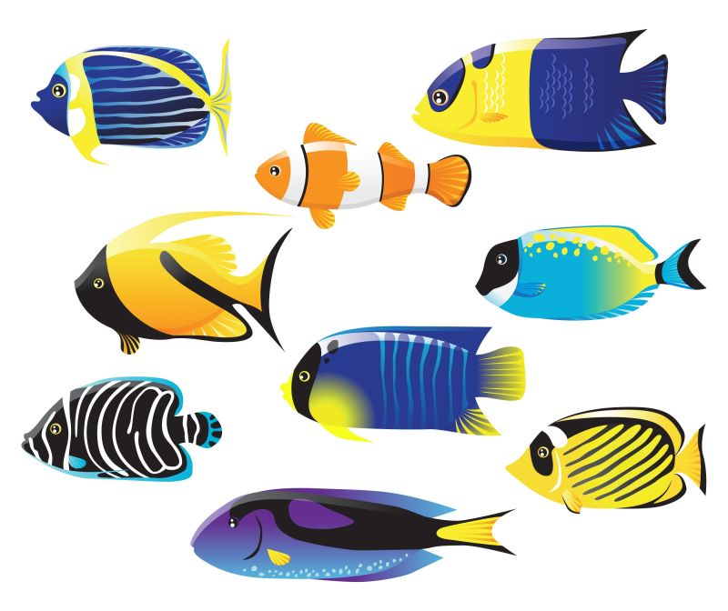 彩色的热带海洋鱼类矢量插图