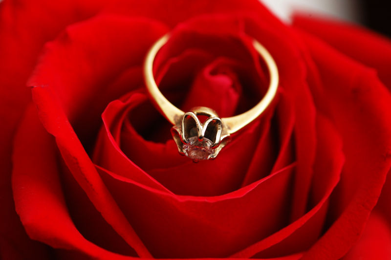 红色玫瑰花上的黄金戒指