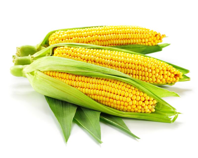 白色背景上的三个新鲜玉米
