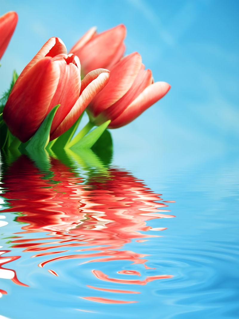 在水面反射下的春天新鲜郁金香花