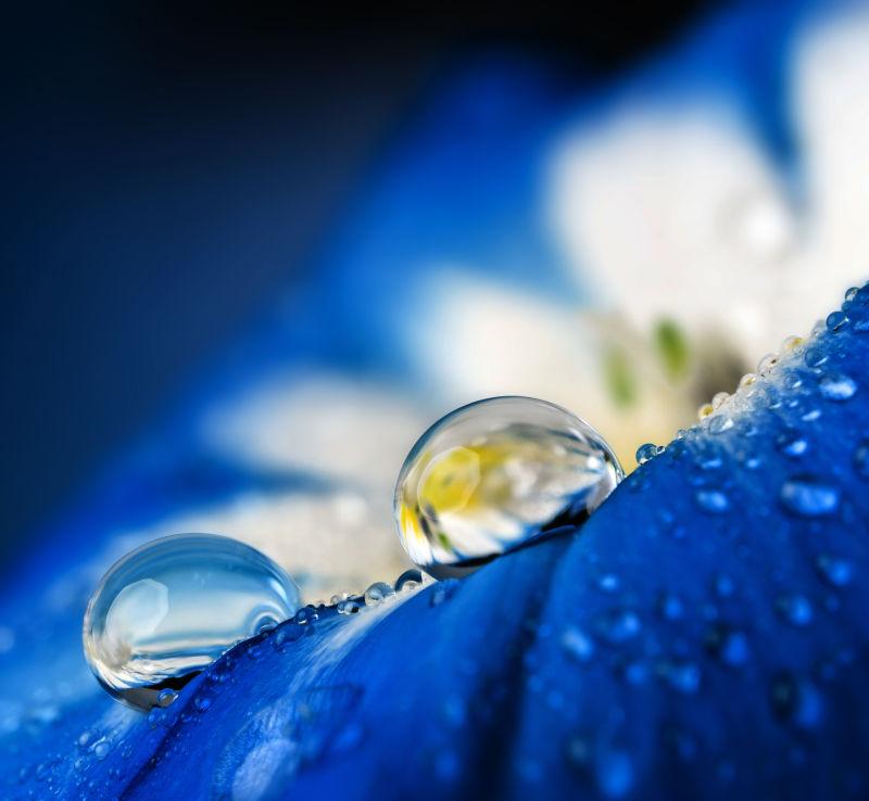 蓝色花朵上的露珠