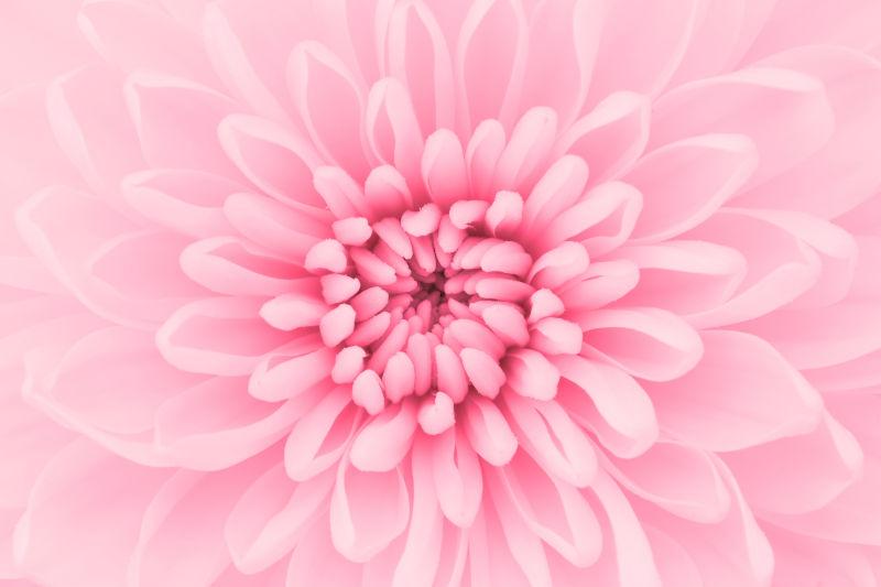 盛开的粉色菊花