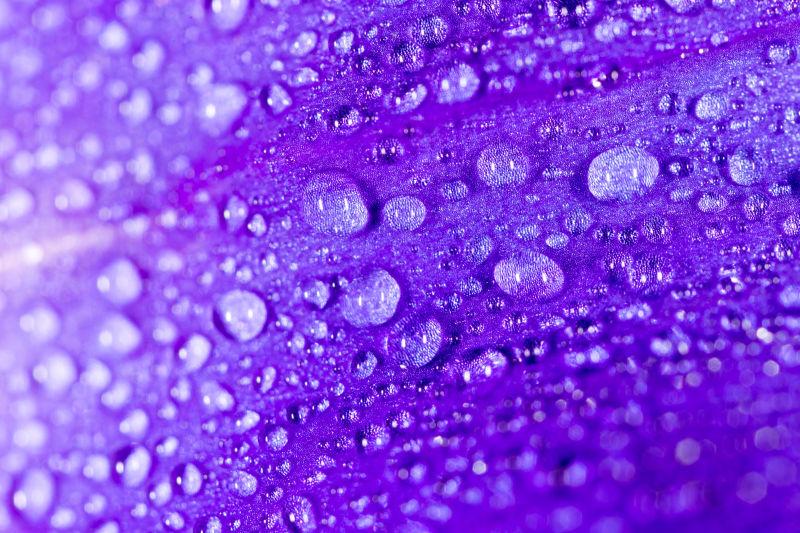 紫色背景中的露水