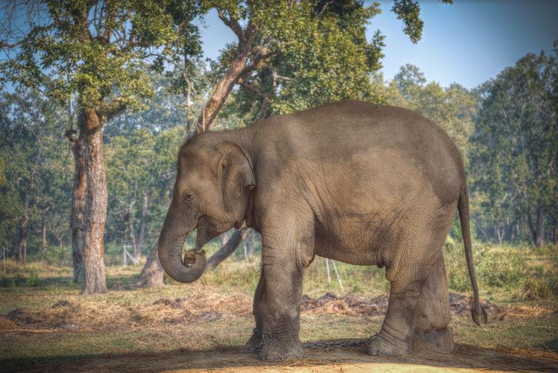 在尼泊尔丛林中的大象