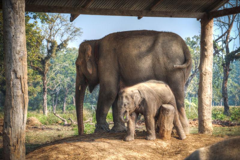 丛林中的大象和小象