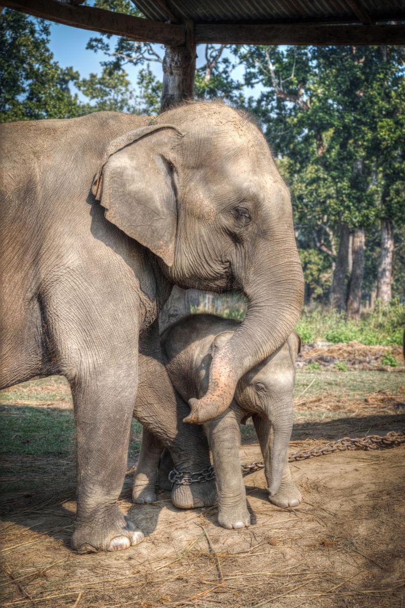 照顾小象的大象