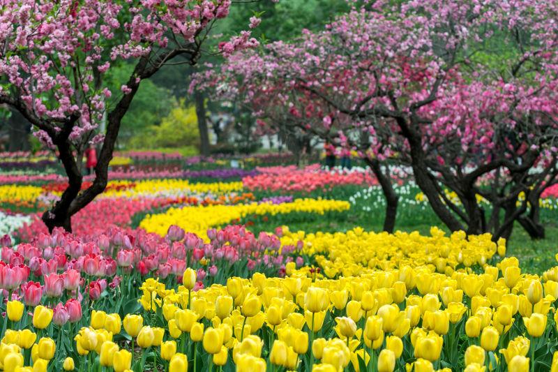 北京植物园绽放的郁金香
